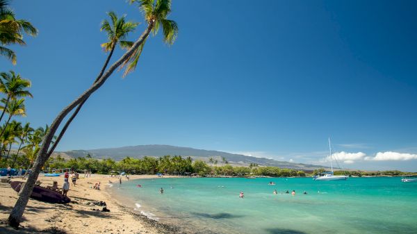 Palm-fringed tropical beach with turquoise water, people swimming, sandy shore, and a clear blue sky.