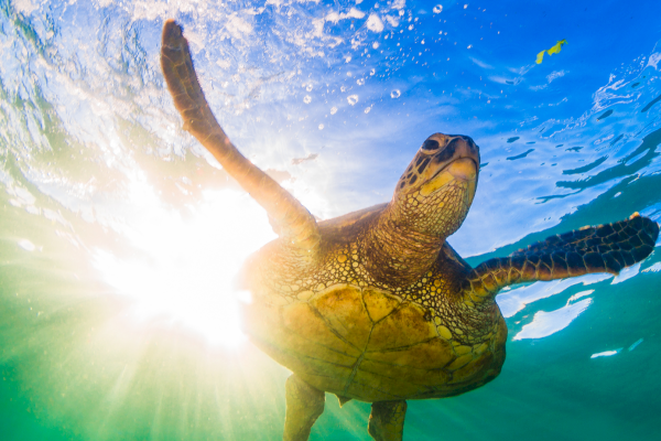 A sea turtle gliding underwater with sunlight behind, captured up close. Short version (140 chars, ends with a period): A sea turtle swims underwater with radiant sunlight behind it, its flippers slicing through the clear blue-green water.