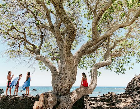 A large, twisted tree by the sea with friends standing on rocks and one person sitting in a branch, sunny coastal scene.