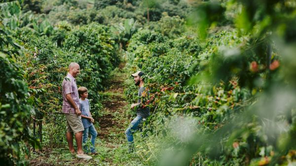 A family in a lush orchard, two adults with a child, picking fruit among trees and green foliage, sunny and peaceful.