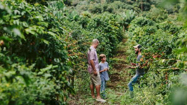 Three people stand in a lush garden or orchard, talking among tall green plants and vines, with a forested hillside in the background.