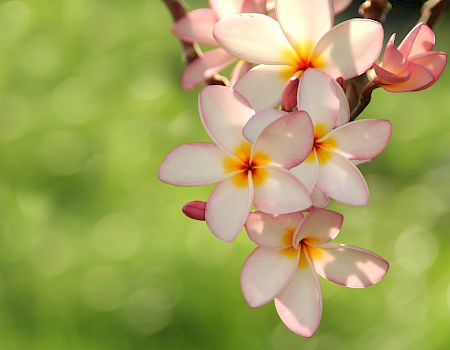 Delicate pink plumeria flowers with yellow centers cascade against a bright, blurred green background.