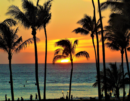 Horizon sunset over a tropical beach, silhouettes of tall palm trees framing the scene, orange-pink sky reflecting on calm sea, serene silhouettes.
