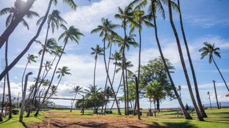 A tropical park with tall leaning palm trees, green grassy paths, and a nearby ocean under a bright blue sky with scattered clouds.