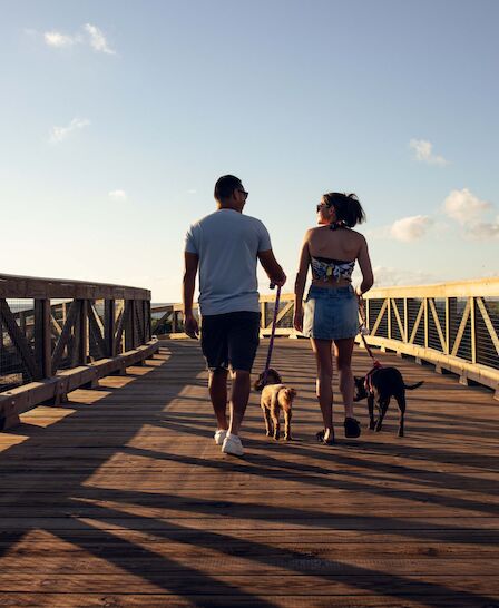 A couple walks on a wooden pier with two dogs, hand in hand, sunlight casting long shadows as they stroll into the distance.